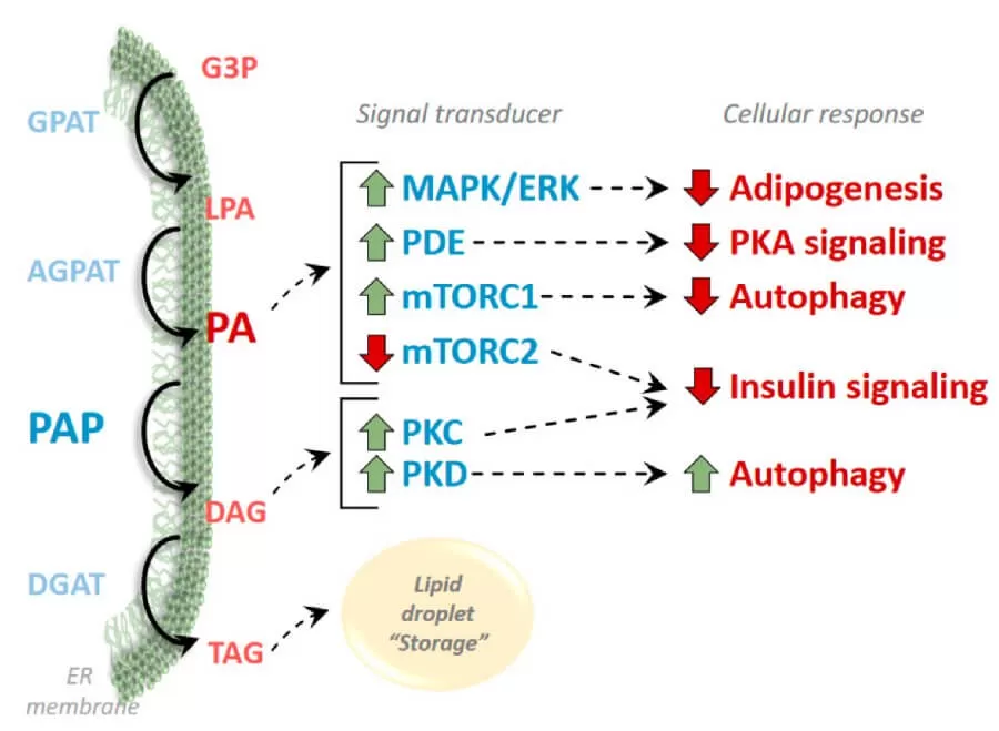 Biosynthesis of phosphatidic acid (PA) (Zhou et al., 2024)